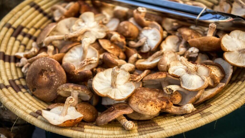 strankycinskemediciny-mezi-prospesne-potraviny-patri-shiitake-houby