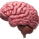 strankycinskemediciny-mozek