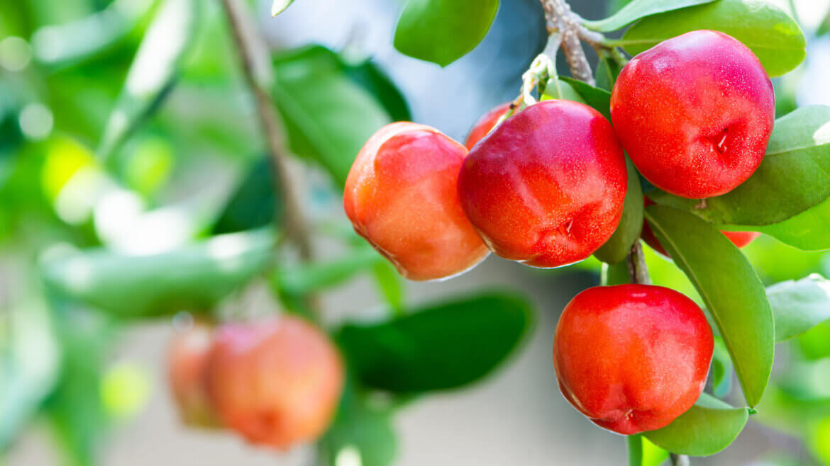 strankycinskemediciny-acerola-brazilska-tresen