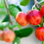 strankycinskemediciny-acerola-brazilska-tresen