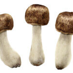 strankycinskemediciny-agaricus-zampion-mandlovy