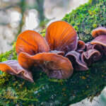 strankycinskemediciny-auricularia-jidasovo-ucho