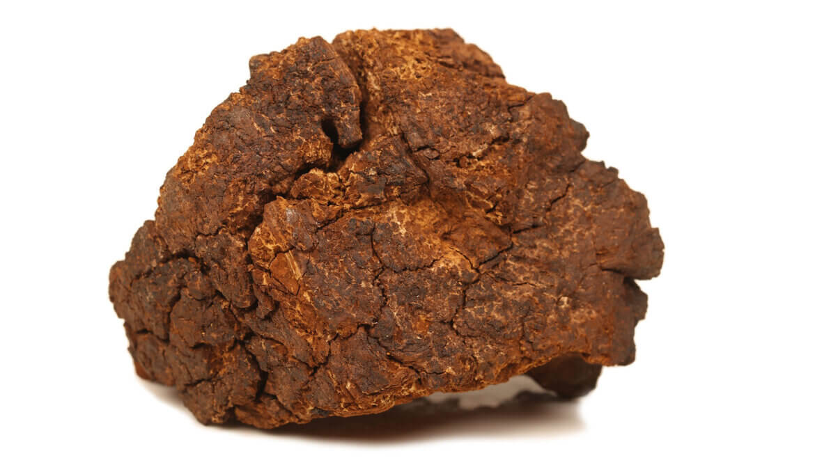 strankycinskemediciny-chaga-rezavec-sikmy