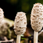 strankycinskemediciny-coprinus-hnojnik-obecny