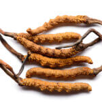 strankycinskemediciny-cordyceps-sinensis-housenice-cinska