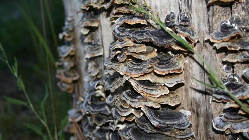 strankycinskemediciny-houbu-najdete-na-kmenech-napadenych-listnatych-stromu