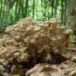 strankycinskemediciny-polyporus-choros-oris