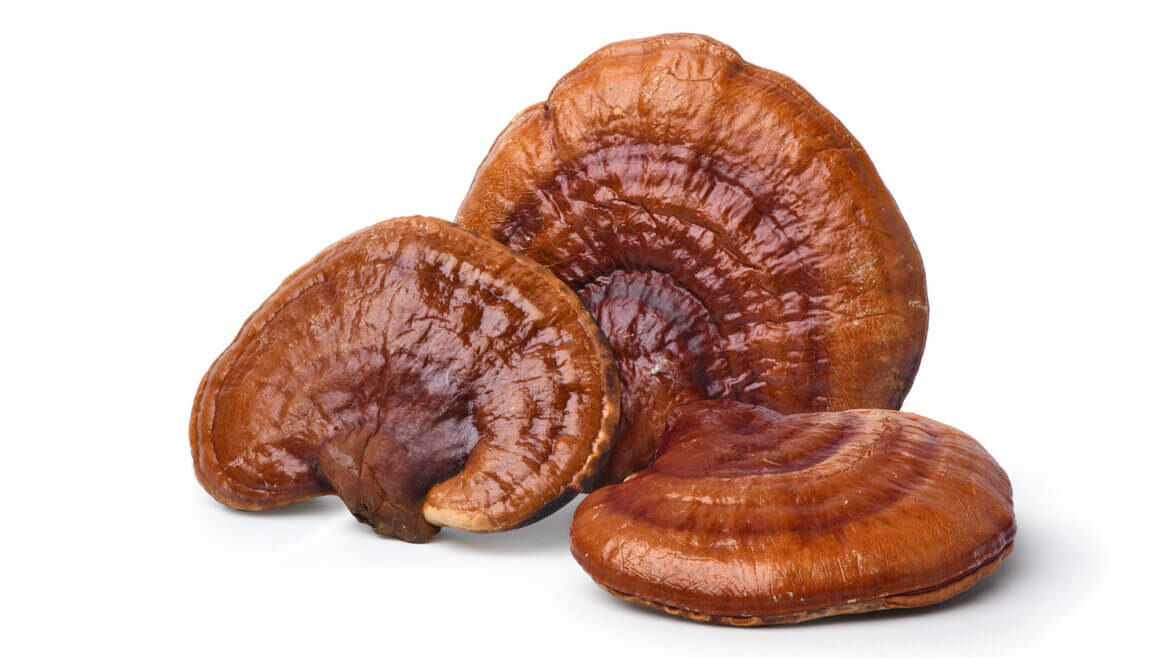 strankycinskemediciny-reishi-ganoderma-lesklokorka-leskla