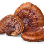 strankycinskemediciny-reishi-ganoderma-lesklokorka-leskla