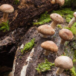 strankycinskemediciny-shiitake-houzevnatec-jedly