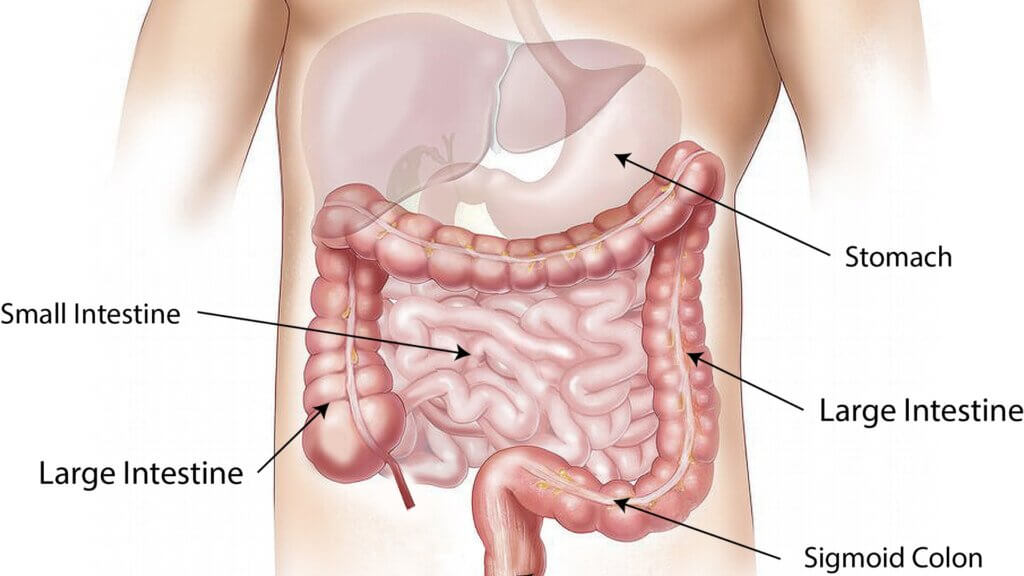 strankycinskemediciny-kazdy-organ-je-aktivni-v-jinou-hodinu