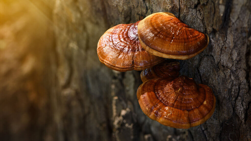 strankycinskemediciny-reishi-posiluje-imunitu