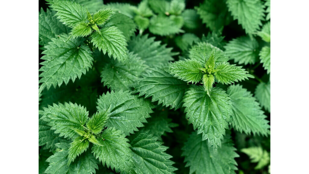 strankycinskemediciny-kopriva-je-idealni-bylinkou-pro-jatra