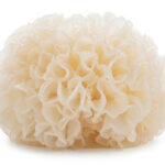 strankycinskemediciny-Tremella-rosolovka-rasotvara